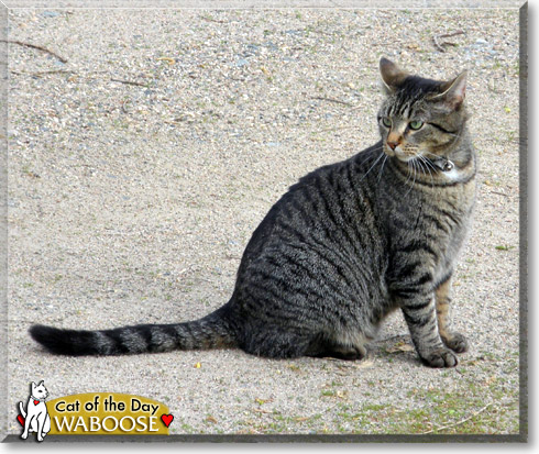 Waboose, the Cat of the Day