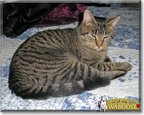 Waboose, the Cat of the Day