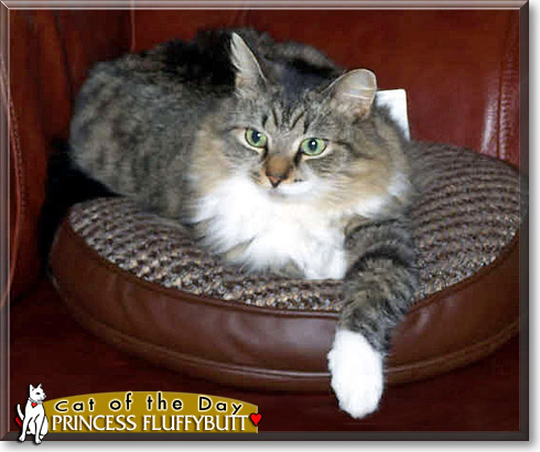 Princess Fluffybutt, the Cat of the Day