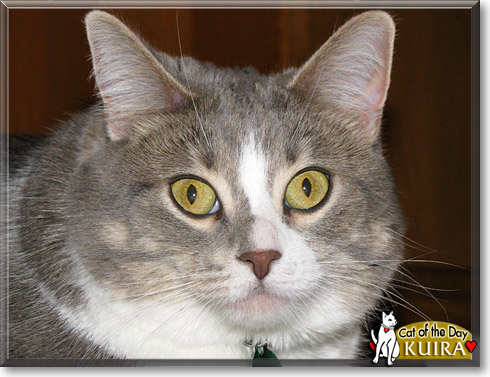Kuira, the Cat of the Day