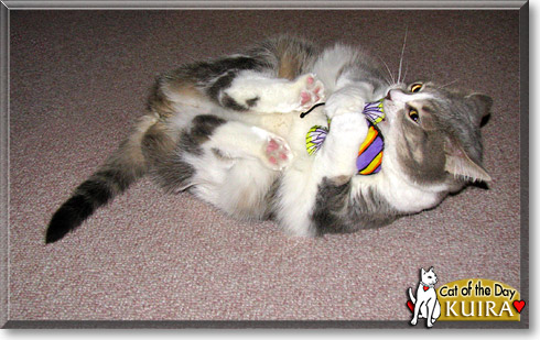 Kuira, the Cat of the Day