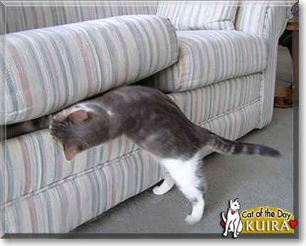 Kuira, the Cat of the Day