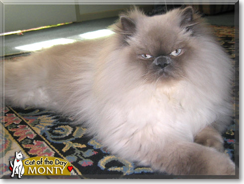 Monty, the Cat of the Day