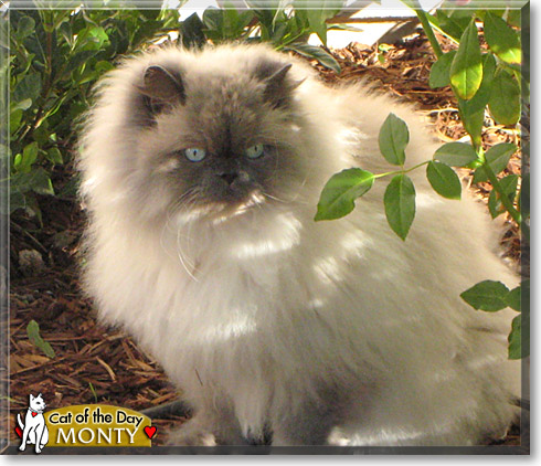 Monty, the Cat of the Day