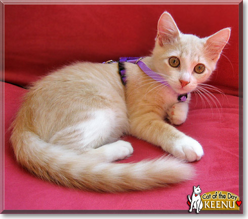 Keenu, the Cat of the Day