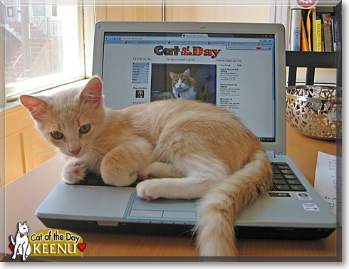 Keenu, the Cat of the Day