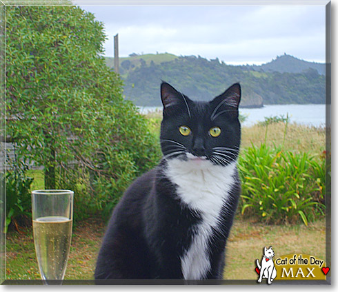 Max, the Cat of the Day