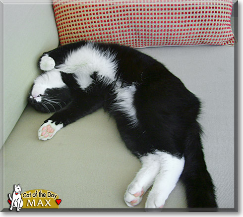 Max, the Cat of the Day
