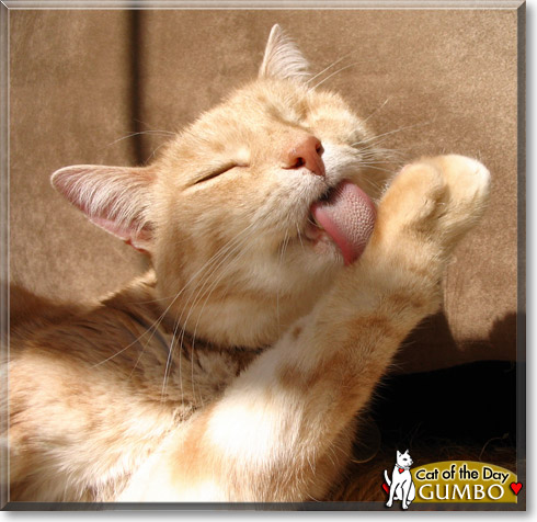 Gumbo, the Cat of the Day