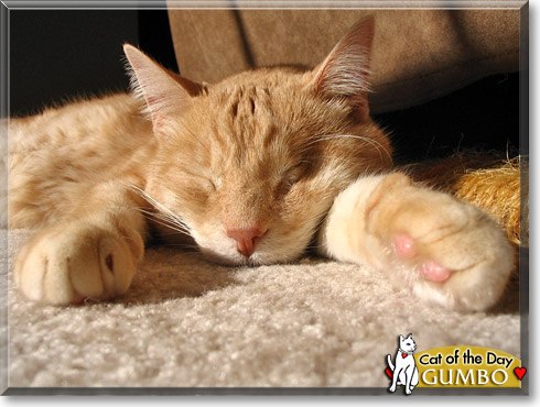 Gumbo, the Cat of the Day Gumbo, the Cat of the Day