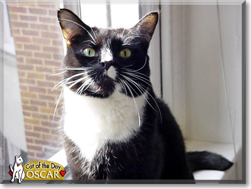 Oscar, the Cat of the Day