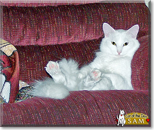 Sam, the Cat of the Day