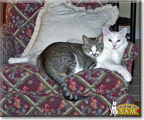 Sam, the Cat of the Day
