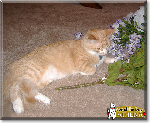 Athena, the Cat of the Day