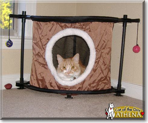 Athena, the Cat of the Day