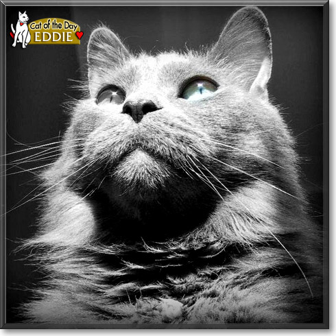 Eddie, the Cat of the Day