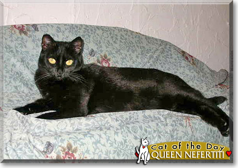Queen Nefertiti, the Cat of the Day
