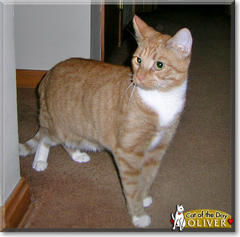 Oliver, the Cat of the Day
