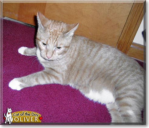 Oliver, the Cat of the Day