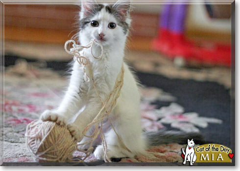 Mia, the Cat of the Day