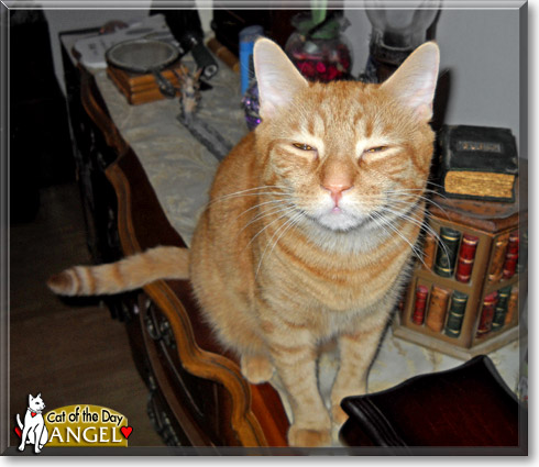 Angel, the Cat of the Day