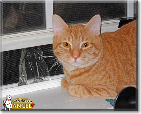 Angel, the Cat of the Day