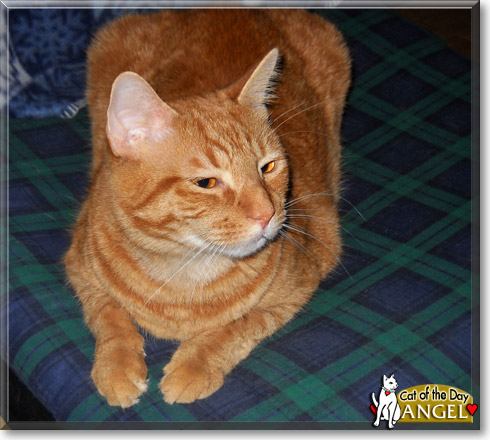 Angel, the Cat of the Day