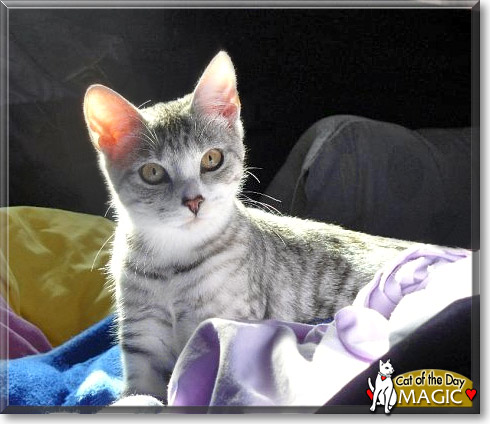 Magic, the Cat of the Day