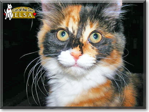Elsa, the Cat of the Day