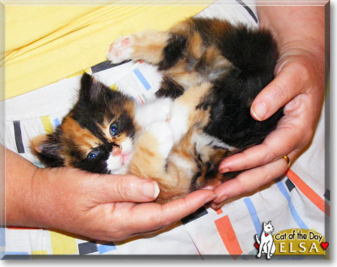 Elsa, the Cat of the Day