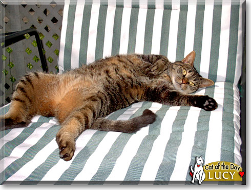 Lucy, the Cat of the Day