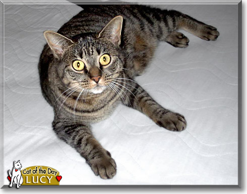 Lucy, the Cat of the Day