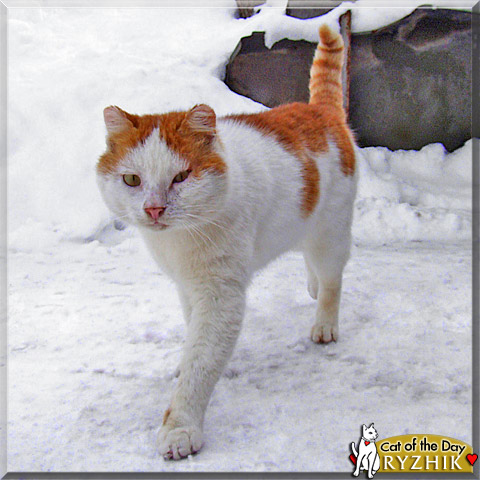 Ryzhik, the Cat of the Day