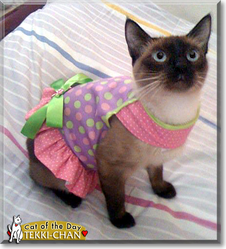 Tekki-Chan, the Cat of the Day