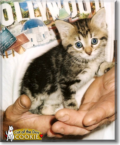 Cookie, the Cat of the Day