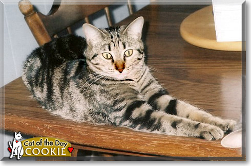 Cookie, the Cat of the Day
