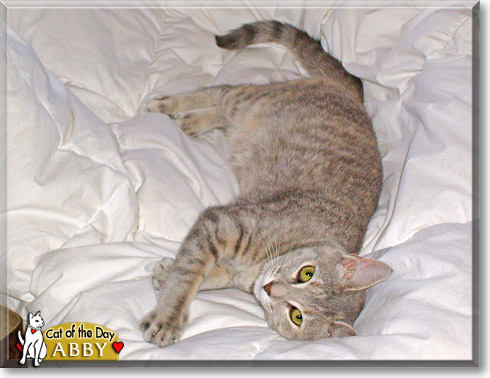 Abby, the Cat of the Day