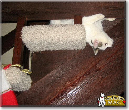 Mac, the Cat of the Day