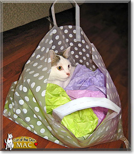 Mac, the Cat of the Day