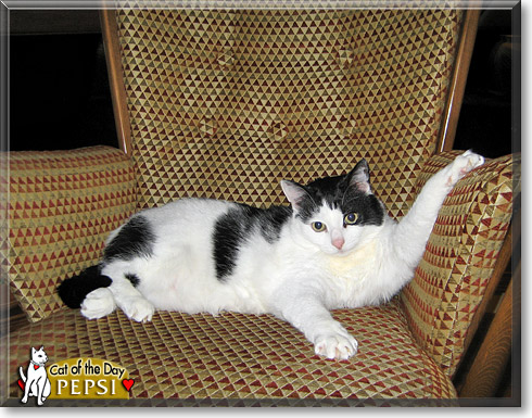 Pepsi, the Cat of the Day