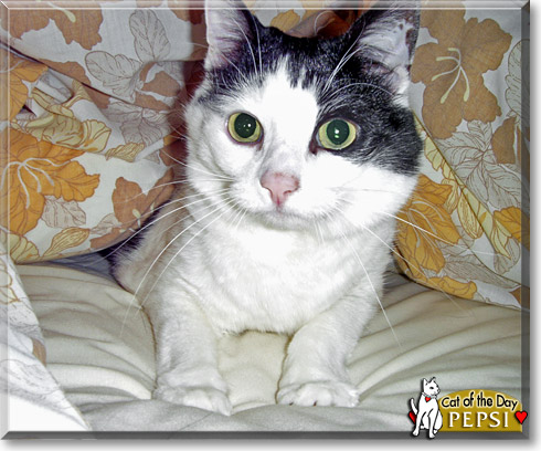 Pepsi, the Cat of the Day Pepsi, the Cat of the Day