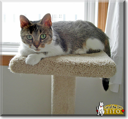 Tito, the Cat of the Day