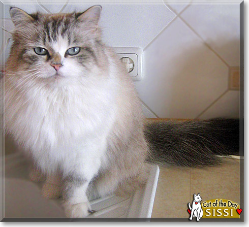 Sissi, the Cat of the Day