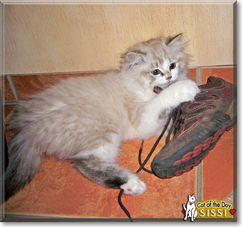 Sissi, the Cat of the Day