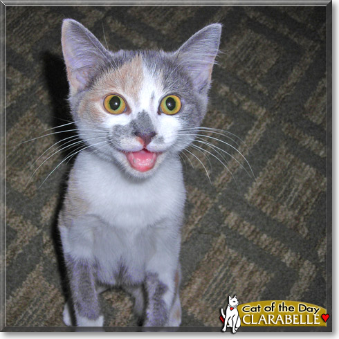 Clarabelle, the Cat of the Day