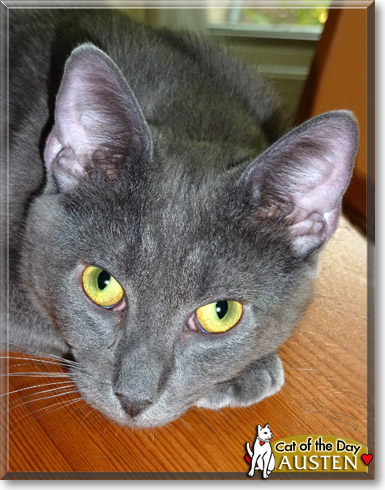 Austen, the Cat of the Day