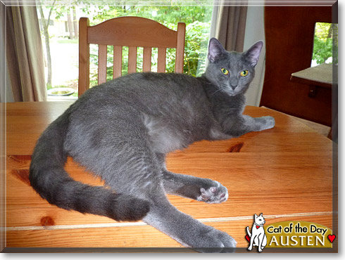 Austen, the Cat of the Day