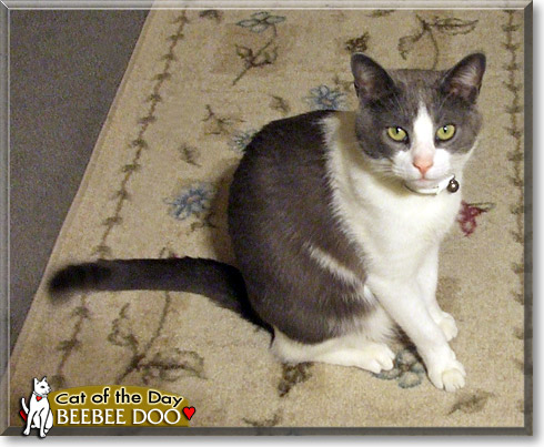 Beebee Doo, the Cat of the Day Beebee Doo, the Cat of the Day