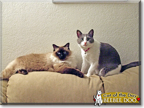 Beebee Doo, the Cat of the Day Beebee Doo, the Cat of the Day