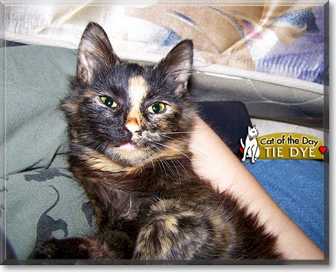 Tie Dye, the Cat of the Day